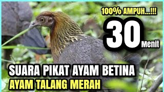 SUARA PIKAT AYAM BETINA 100 % AMPUH TERBAIK AYAM HUTAN BETINA SUMATERA 2#