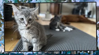 Foster Kitten Livestream (S8, E49) - May 9, 2024