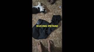 PEMUDA INI PAMER SEPATU BARU DAN CELANANYA MENGGUNAKAN KUCING LOKAL