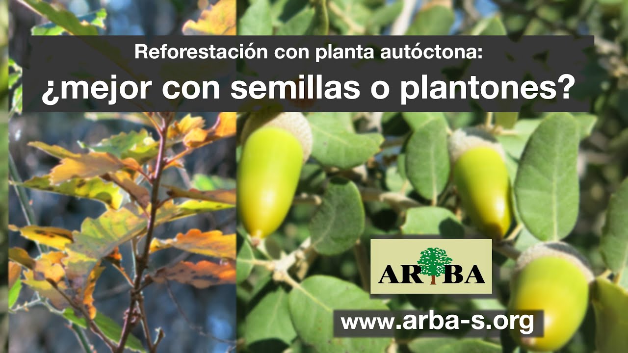 ▷ Donde comprar árboles frutales autóctonos de galicia | Actualizado  febrero 2023