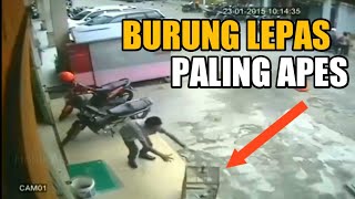 Part 2 Tragedi burung kicau mania lepas/ sangkar jatuh #Mauketawatakutdosa