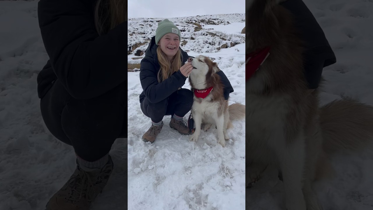 Husky sees snow for the first time 