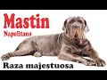 MASTIN NAPOLITANO cuidados, historia y recomendaciones de la raza  🐾🏆