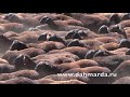 Гиссарские овцы дахмарда Зафара из селения Сугдиен