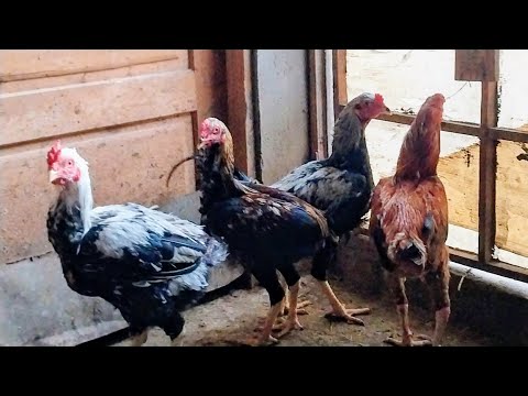 متاح للبيع اربع ديوك تهجين هندى شغالين