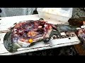 Suplayer daging bulus kota solo  cara memotong bulus labilabi