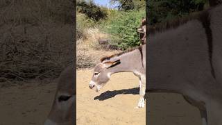 small boy masti in jungle #animals #trending #success #youtuber