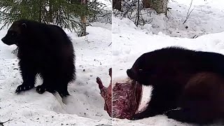 Finland Petolintulive Wolverine Takes A Meal On The Bird Of Prey Feeding Place941 Am 20240303