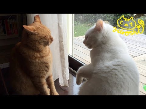 茶トラ猫「ひろし」梅雨に家ﾊﾟﾄﾛｰﾙ。兄猫と一触即発?猫ﾊﾟﾝﾁは回避