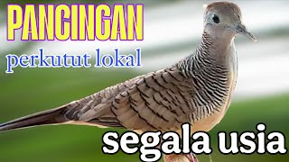 Perkutut Lokal Gacor Pancingan Buat Segala Usia