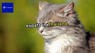 Crypto Investment Essentials For Cat Lovers: A Guide for Expats in Thailand with 25hrbanking.com