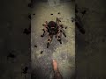 😱#spider​ #wolfsounds​ #horror​ #forest​ #ghost​ #monster​ #horrorstories​ #horrorshorts​ #trending​