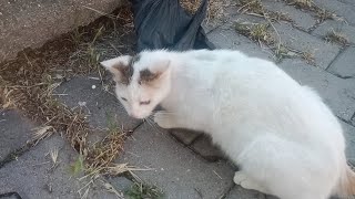Hungry White Cat Ate With Strange Movements!
