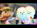Tik Tok Chó Phốc Sóc Mini 😍 Funny and Cute Pomeranian #490