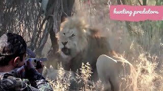 Zero distance between hunter and lion