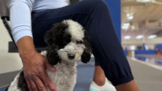 Meet Bailey from the Mavs, the NBA's first emotional support animal