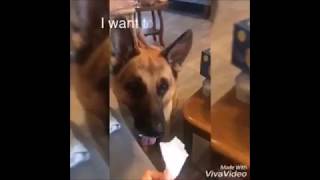 German shepherd dog plays ball with mum and eat