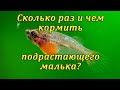 Чем кормить подрастающих мальков и мальков живородящих рыбок?