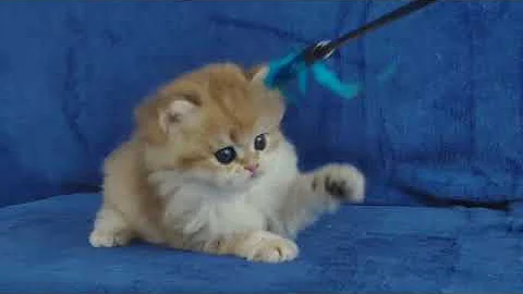 Video 8987861: british longhair kitten, shaded british longhair, golden british longhair, british longhair black, longhair boy, color british