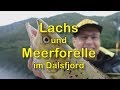 Lachse und Meerforellen im Dalsfjord