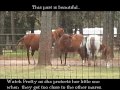 How a mare protects her little one is amazing!