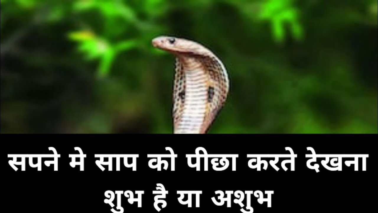 सपने मे साप को पीछा करते देखना शुभ है या अशुभ#sapne #youtubevideo