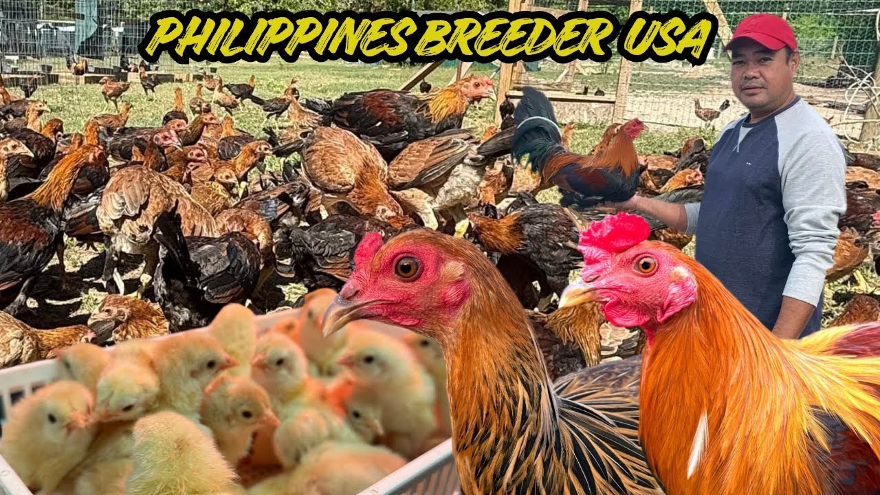 Massive Free Range Chicken Feeding Time! Thousands of Chickens Go Crazy for Food - Water Oak Farm