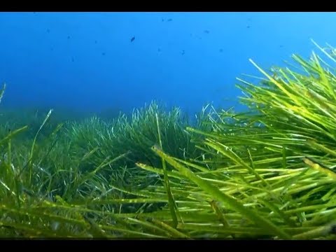 Τα λιβάδια ποσειδωνίας (Posidonia oceanica)