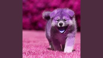 Pulsating Ambience for Beloved Puppy