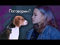 НИКАКИХ ВАМ ДОБРЫХ ДЕЛ || приюты для дом. животных