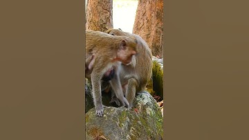 Lunch Break Relaxing Moment | Monkey Life In The Forest #shorts #babyanimal #shortsvideo