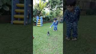 cara melatih anak macan buas