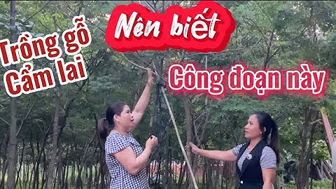 Trồng gỗ Cẩm Lai nên biết công đoạn này - Cây giống thông tre 0909364007