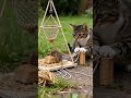 Tabby cat stares at a mouse eating cheese! 🐱🐹🐱#catlife #cat #cute #mousemurah #animals #mousemurah