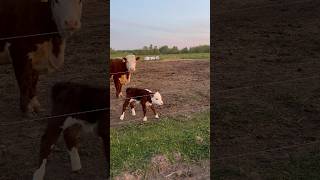 :     # #shorts # # # # # #cow