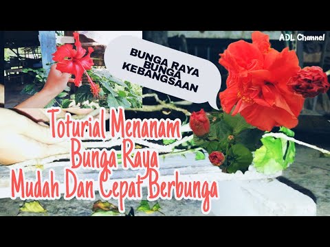 Video: Bunga Raya Yang Menggemaskan: Penjagaan Dan Pembiakan Semula