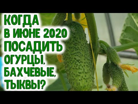 Когда в июне 2020 года посадить огурцы, бахчевые культуры и тыквы? Благоприятные дни для посадки