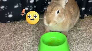 Bunny Tries Different Fruits *NEARLY CHOKES*