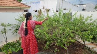 vlog#2 |அட நம்ப ஊர்ல செம மழை 😃 | Evening vlog | #homegarden |