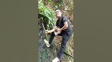 Uống nước suối trên rừng sâu