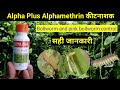 Alpha plus|| Alphamethrin insecticide|| best insecticide bollworm control insecticide||