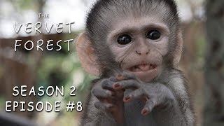 Baby Updates, New Orphan Darcy arrives and Maysie meets the moms  Vervet Forest  S2 ep. 8
