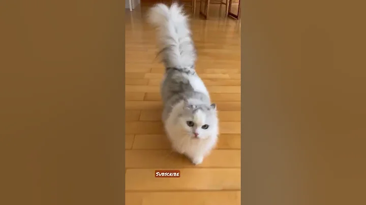 Watch the video about #shorts #cat 🐾#cute😻 #cool😎 #catsofinstagram🐈 #catlover💕 #catlove #meows_luv #meow #funny 😹