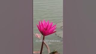 Weekend-Ashley Mehta ( lyrics song ) @chhomsoriya #song #lyricssong #ashley