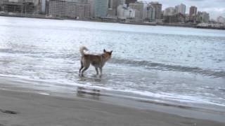 Dog barking at waves | Fuck The Atlantic Ocean