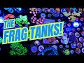 Full reef tank get a frag tank