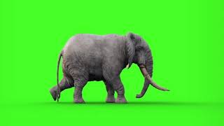 green screen gajah