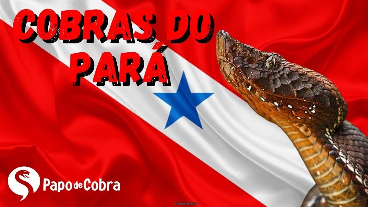 Cobras que a gente encontra no Pará