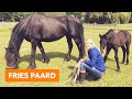 Fries paard met veulen | PaardenpraatTV