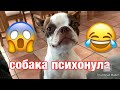 Собака психанула | Бостон Терьер | Boston Terrier | dog freaked out